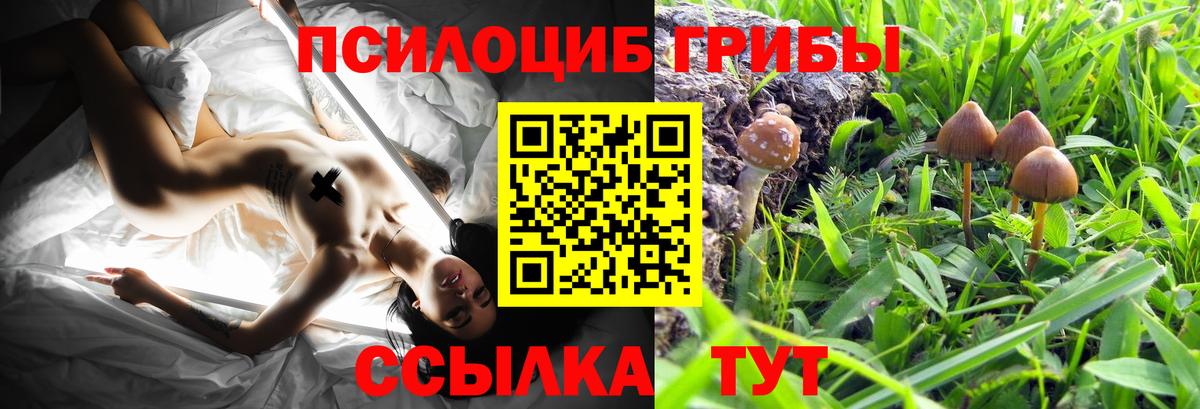 Галлюциногенные грибы прущие грибы Георгиевск